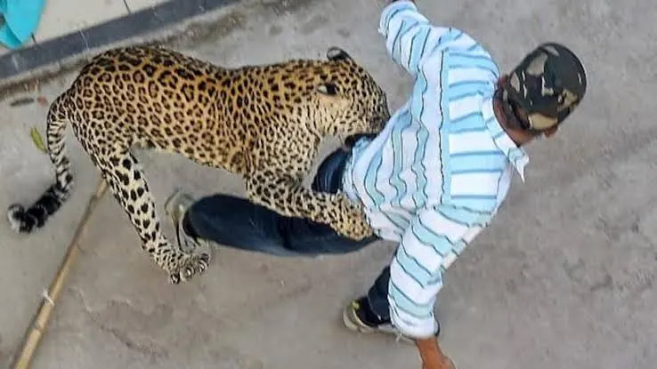 Stray leopard injures 3 persons